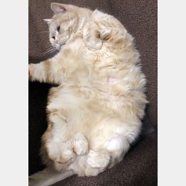 ダルくてごろ～ん（Ｃ）日刊ゲンダイ