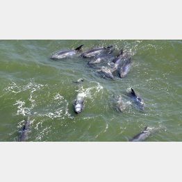 千葉県いすみ市と一宮町の境界付近を泳ぐイルカ＝3日（Ｃ）共同通信社