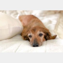 可愛い老犬の介護のために…