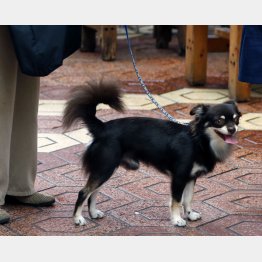 チップを装着しても保健所の登録を（Ｃ）日刊ゲンダイ