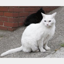 3種混合は1年に1回接種を（Ｃ）日刊ゲンダイ