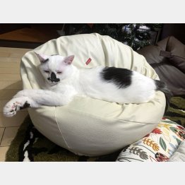 てんまる（伊藤さん提供）