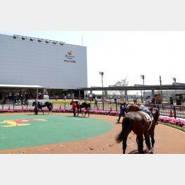 地方なら月2回の出走も（名古屋競馬場）／（Ｃ）日刊ゲンダイ