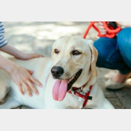 散歩コースで使い分け