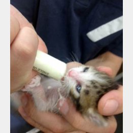 数時間ごとにミルクを（提供写真）