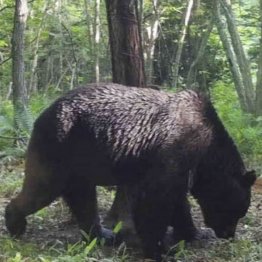 北海道標茶町で撮影されたヒグマ「OSO18」＝６月（同町提供）