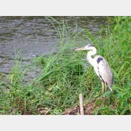 映画のキャラにアオサギが…