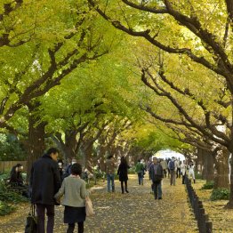 なぜ破壊するのか（神宮外苑のイチョウ並木）／（Ｃ）日刊ゲンダイ
