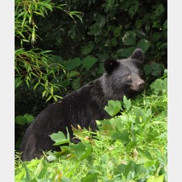 クマの人身被害は最悪ペースに（住宅街に現れたツキノワグマ）／（Ｃ）共同通信社