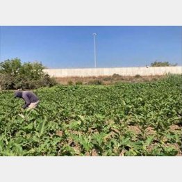 畑は広がるが、長大な隔離壁で囲まれている（2023年西岸）／（撮影）小田切拓