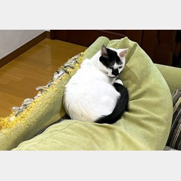 筆者のソファはオト吉の爪とぎでボロボロ（Ｃ）日刊ゲンダイ