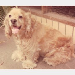 いたずらっ子だったベル（提供写真）