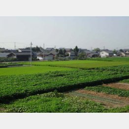 事件があった横越村（事件当時）／（Ｃ）日刊ゲンダイ