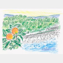 イラスト・沢野ひとし