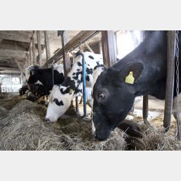 写真はイメージ（Ｃ）日刊ゲンダイ