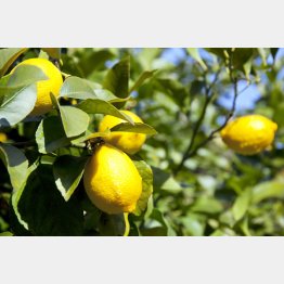 大量摂取のリスクは未知数（Ｃ）日刊ゲンダイ