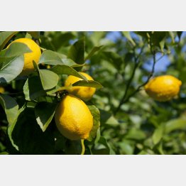 つらい副作用がないがん治療（Ｃ）日刊ゲンダイ