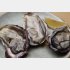 「海のミルク」と呼ばれる牡蠣（Ｃ）日刊ゲンダイ