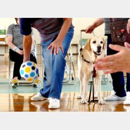 運動は認知機能に良い影響をもたらす