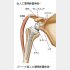 「全人工肩関節置換術」と「リバース型人口肩関節置換術」／（森先生提供）（Ｃ）日刊ゲンダイ