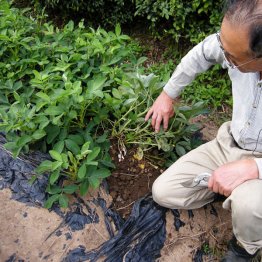 日本は食料自給率38％、農家は置き去り…（Ｃ）日刊ゲンダイ