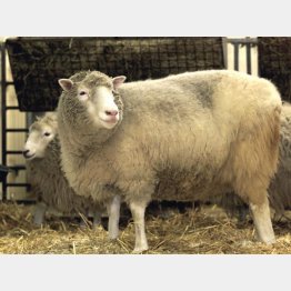 1996年に誕生したクローン羊のドリー（Ｃ）ロイター=共同