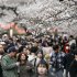 東京では、30日にいきなり桜が満開になったが…（Ｃ）共同通信社