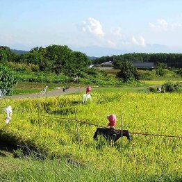頑張っている農家は希望の光（Ｃ）日刊ゲンダイ