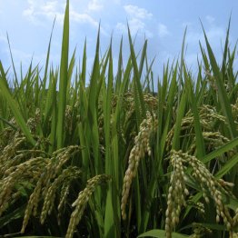 米価高騰の元凶は？（Ｃ）日刊ゲンダイ