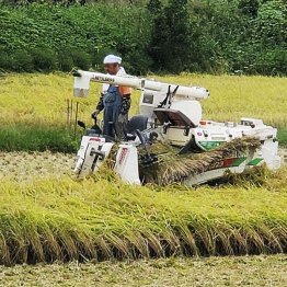 作付制限、TPP、長年の減反政策や転作推奨、農家をさんざんに振り回してきたのは自民党（Ｃ）共同通信社