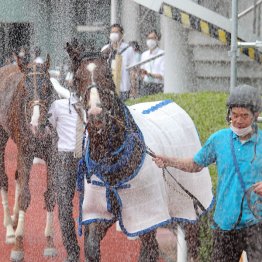 レース後はどしゃ降り並みのシャワー（Ｃ）日刊ゲンダイ