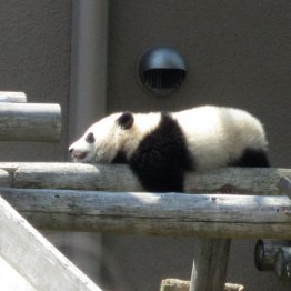 暑さは大の苦手