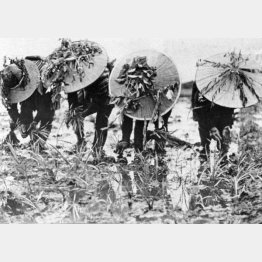 戦時中、偽装して田植えをする農村の人びと（1945=昭和20=年7月2日、場所不明）／（Ｃ）共同通信社