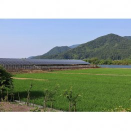 和江集落の田んぼとソーラーパネル＝京都・舞鶴市（ C ）日刊ゲンダイ