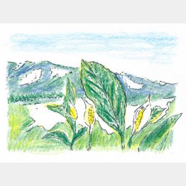 イラスト・沢野ひとし