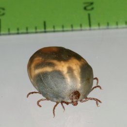 クマはマダニの“運び屋”（国立感染症研究所提供）