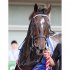 2024年の七夕賞優勝馬のレッドラディエンス（Ｃ）日刊ゲンダイ