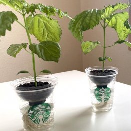 るいさんはスターバックスのカップで代用することも。ハイドロボールでシソの茎が安定（提供写真）