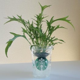 水菜もこの通り（提供写真）