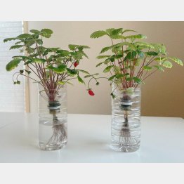 イチゴもなり、色づき始めた（提供写真）