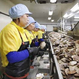 ホタテ工場で働く技能実習生（Ｃ）共同通信社
