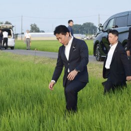 スマート農業やコスパ化だけでなく抜本的な改革が急務（乾田直播農業を視察する小泉農相）／（Ｃ）共同通信社