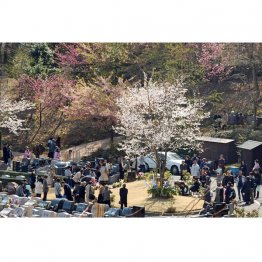 NPO法人エンディングセンターの桜葬墓地での合同祭祀（提供写真）