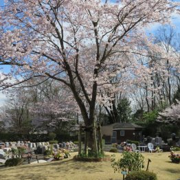 樹木墓地を購入も…（写真はイメージ＝提供写真）