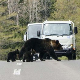 知床国立公園内の道路を歩くヒグマの親子（Ｃ）共同通信社