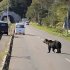 北海道羅臼町の路上に現れたヒグマ＝2021年（同町提供・共同）