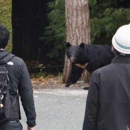 市街地にとどまるクマ（盛岡市）／（Ｃ）共同通信社