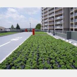 屋上緑化の切り札とされる（提供写真）