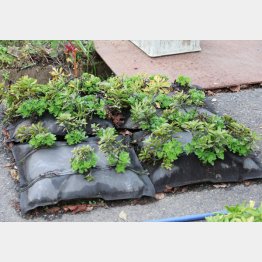 袋に入れた状態。これを並べるだけでOK（提供写真）