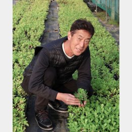 自ら品種改良したキリンソウを手にする藤田豊博社長（提供写真）